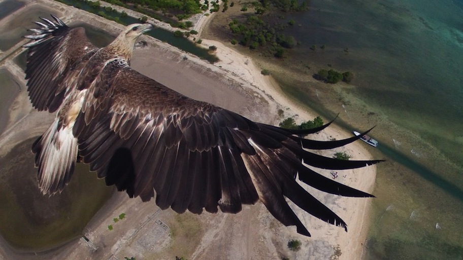 eagle eagle
